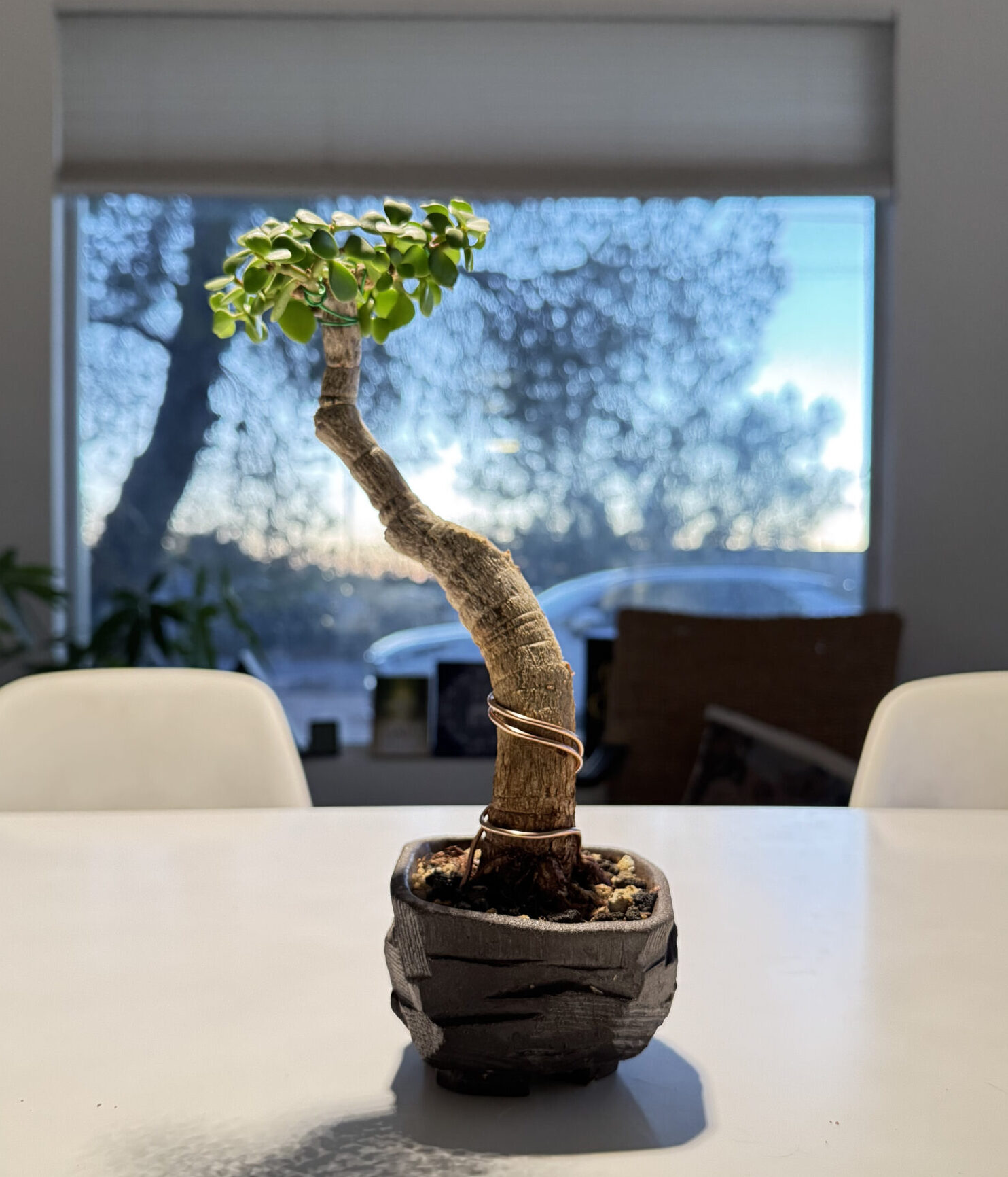 bonsai-1